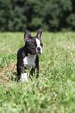 BOSTON TERRIER 111